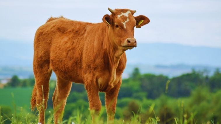Essay on Cow in Hindi