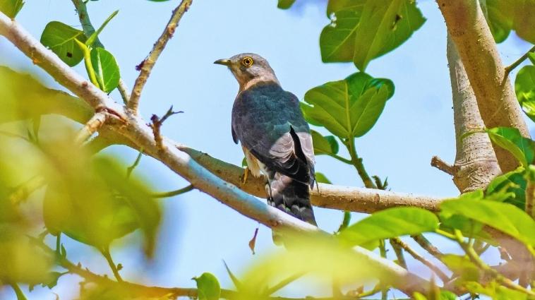 Essay on Cuckoo Bird in Hindi