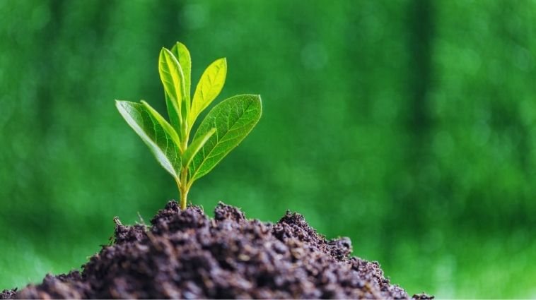 Essay on Environment in Hindi