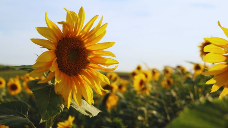 Summer Season Essay in Hindi